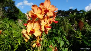 Kaz a FALVERT Jardin botanique