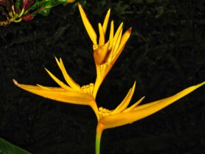 Villas FALVERT Heliconia Guadeloupe